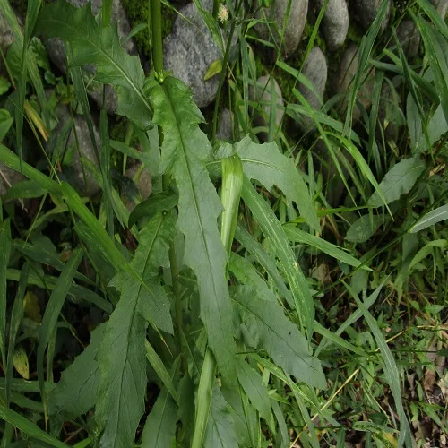 ダンドボロギクの葉