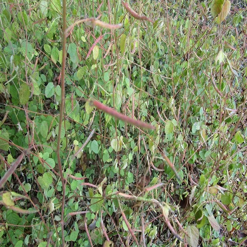 カラスノゴマの実