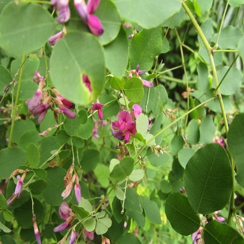 マルバハギの花