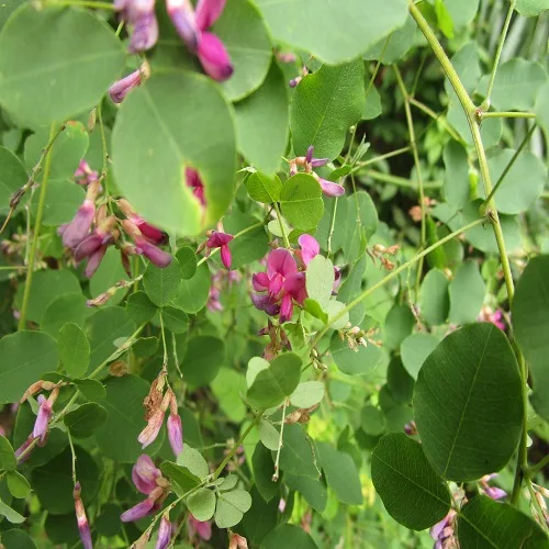 マルバハギの花