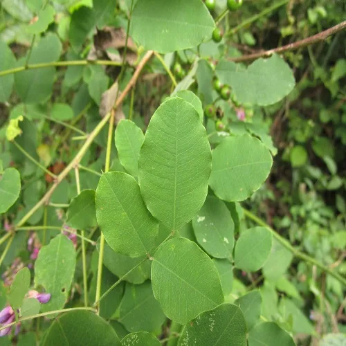 マルバハギの葉