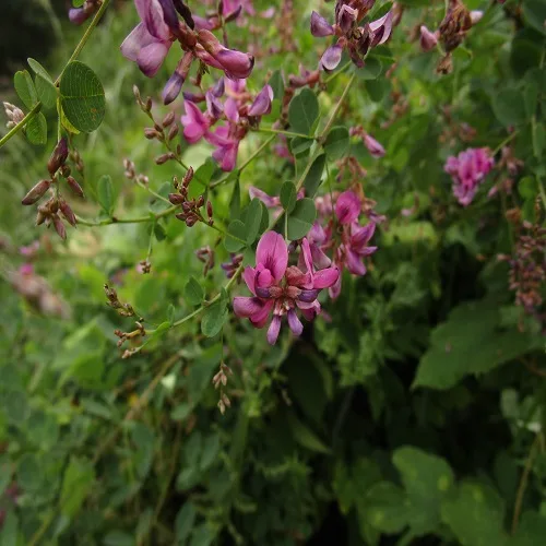 マルバハギの花