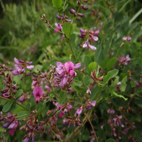 マルバハギの花