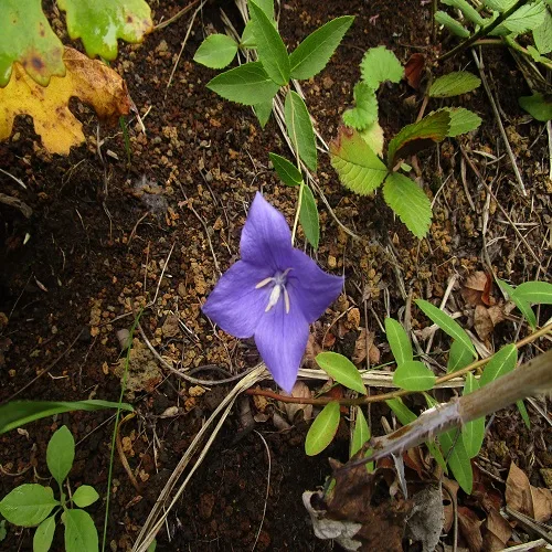 キキョウの花