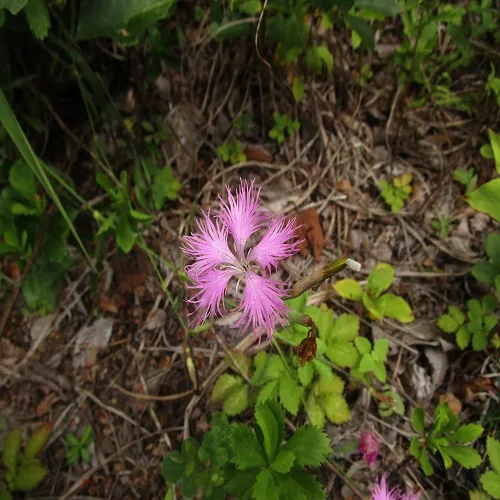 カワラナデシコの花