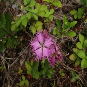 カワラナデシコの花
