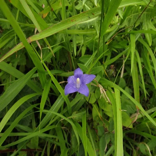 キキョウの花