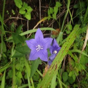 キキョウの花