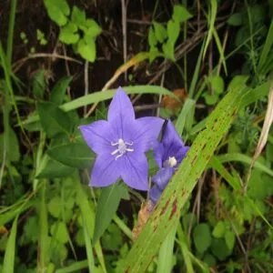 キキョウの花
