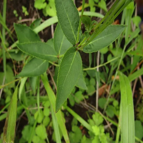 キキョウの葉