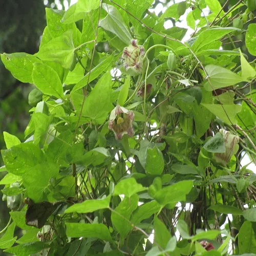 ツルニンジンの花