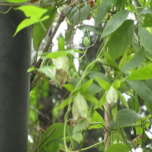 ツルニンジンの花
