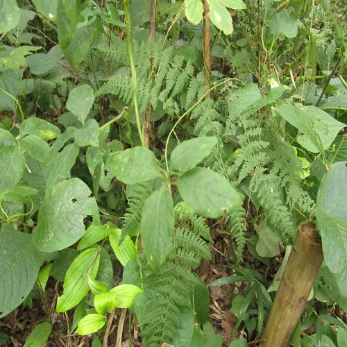 ツルニンジンの葉