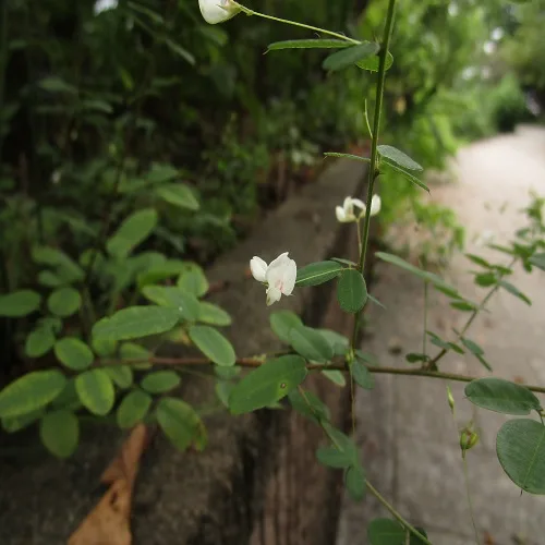 マキエハギの花