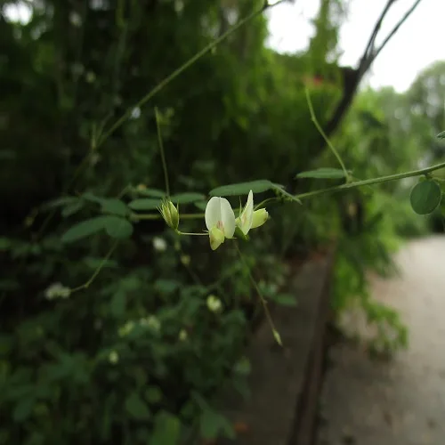 マキエハギの花