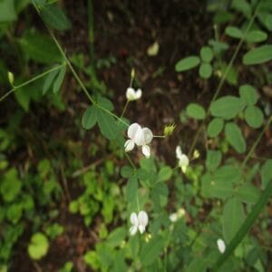 マキエハギの花