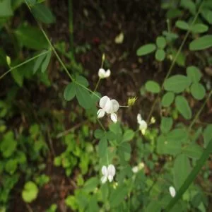 マキエハギの花