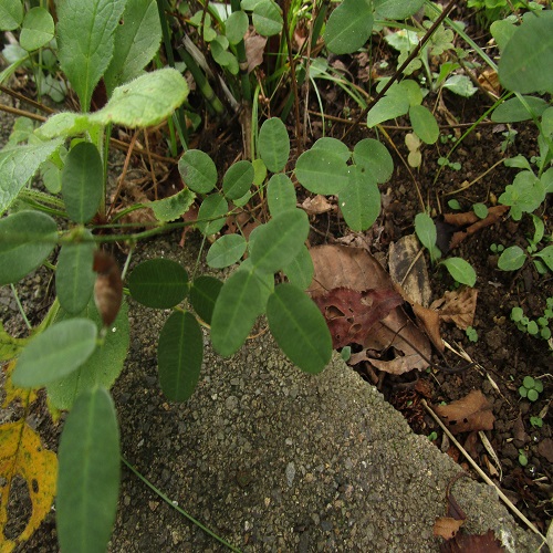 マキエハギの葉