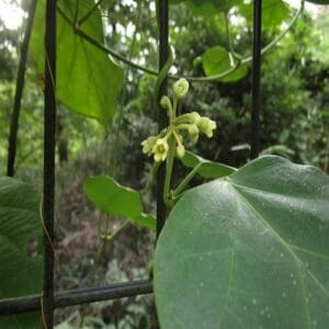 キジョランの花