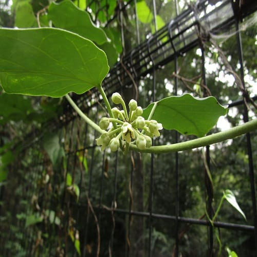 キジョランの花