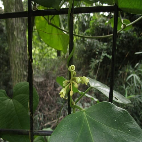 キジョランの花
