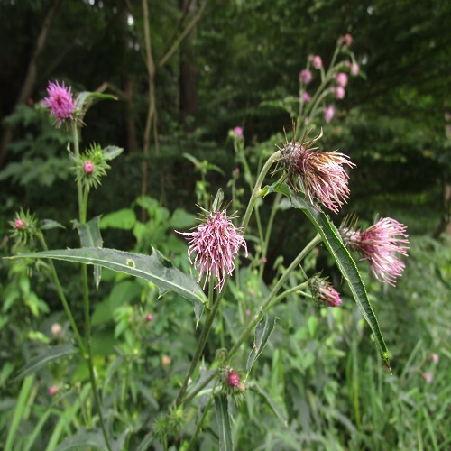 トネアザミの花