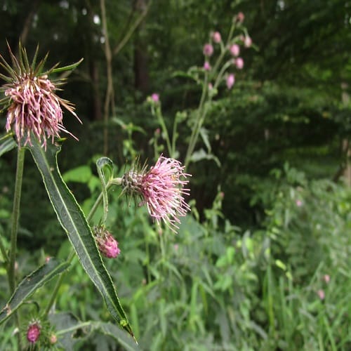 トネアザミの花