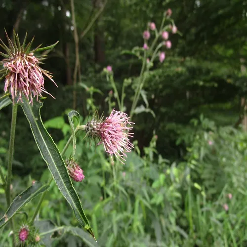 トネアザミの花