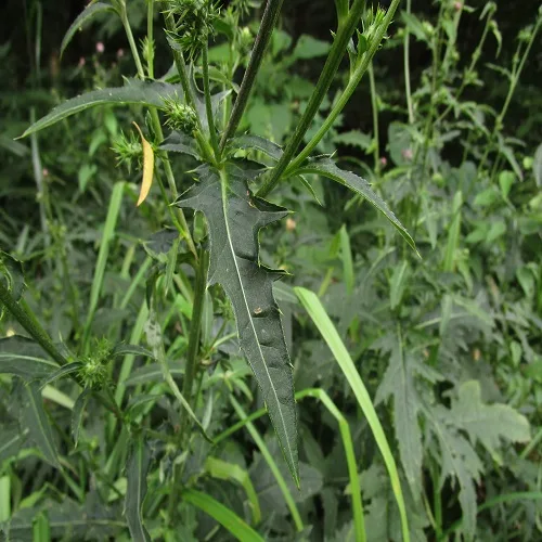 トネアザミの葉