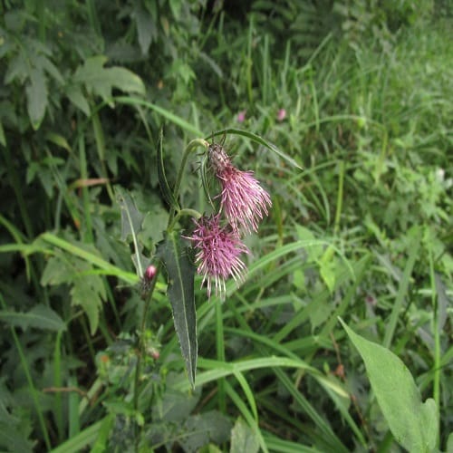 トネアザミの花