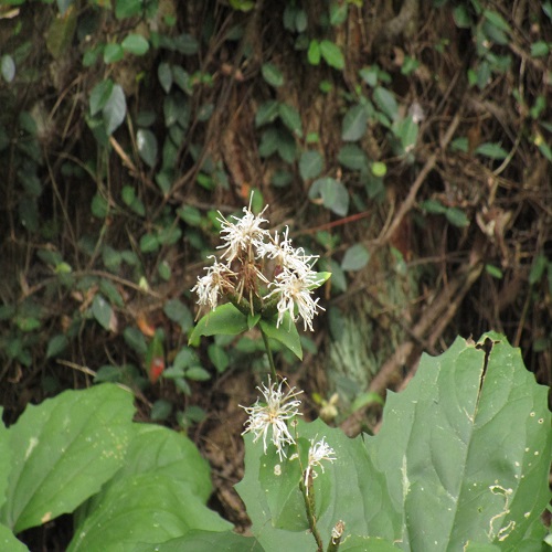 カシワバハグマの花