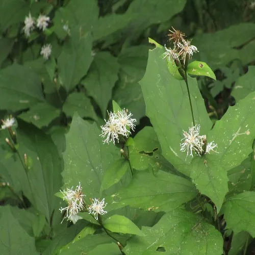 カシワバハグマ