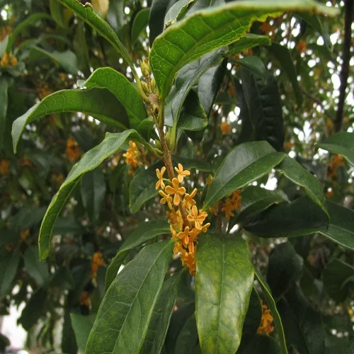 キンモクセイの花