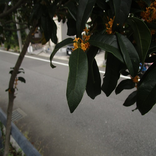 キンモクセイの葉