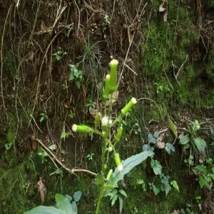 ダンドボロギクの花