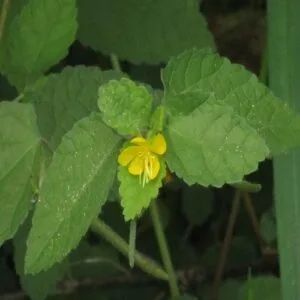 カラスノゴマの花