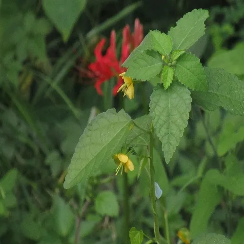 カラスノゴマの花