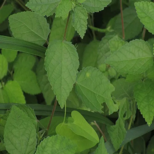 カラスノゴマの葉