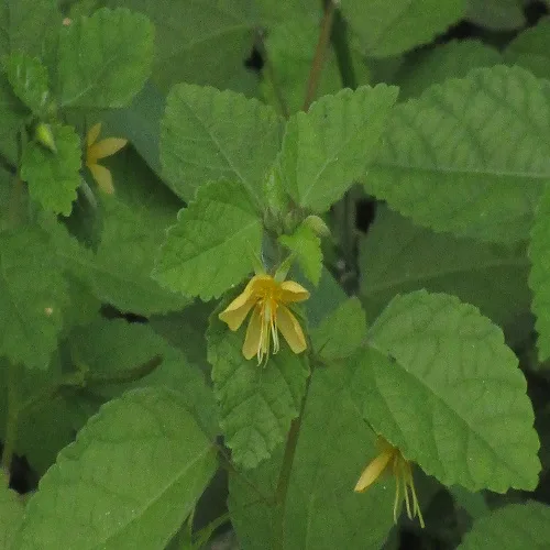 カラスノゴマの花