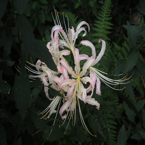 タヌキノカミソリの花