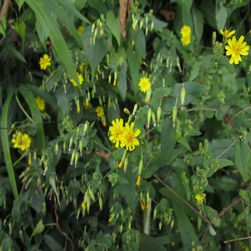 ヤクシソウの花