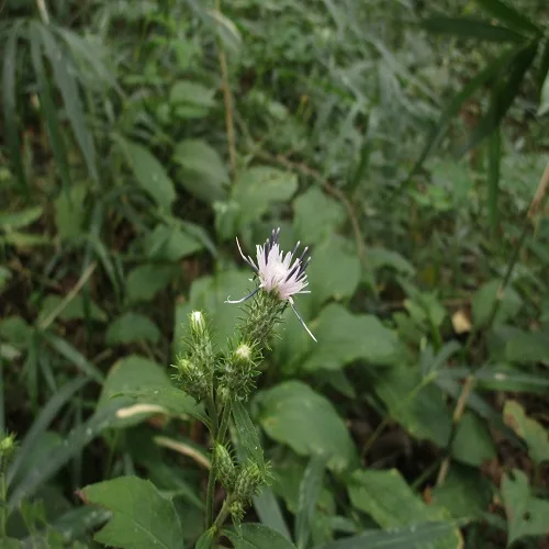タカオヒゴタイの花