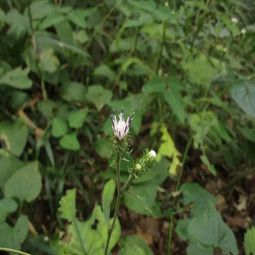 タカオヒゴタイの花