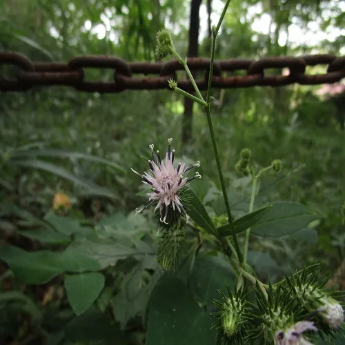 タカオヒゴタイ