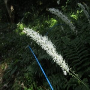 イヌショウマの花
