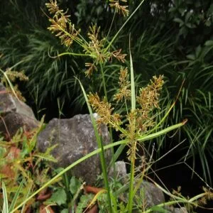 カヤツリグサの花