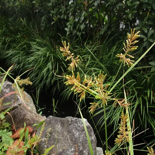 カヤツリグサの花