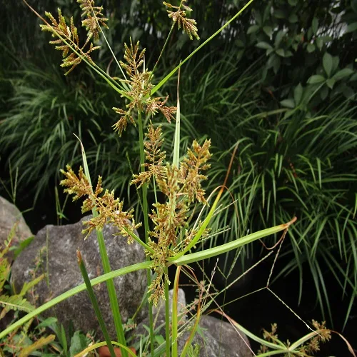 カヤツリグサの花