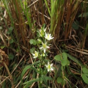 イヌセンブリの花