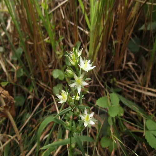 イヌセンブリの花